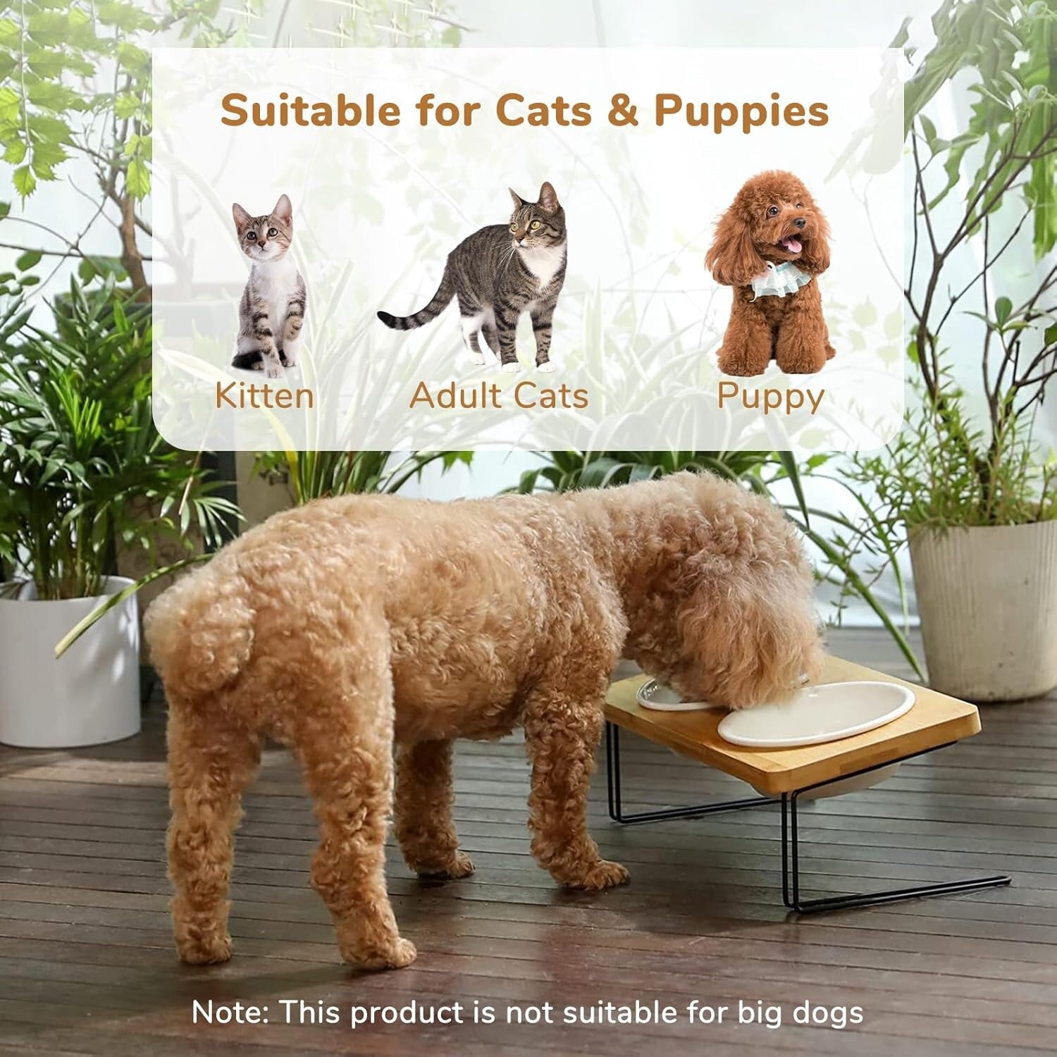 Elevated Cat Ceramic Bowls, Small Dog 15° Tilted Raised Food Feeding Dishes